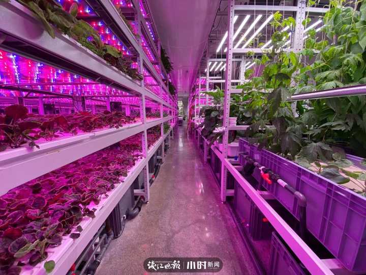 “航天蔬菜”杭州有同款，人造陽光和空氣，全程不用農藥，帶你走進神奇植物工廠