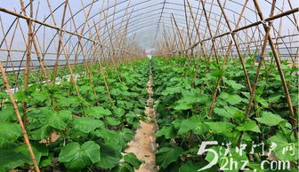 漢臺區金江村 蔬菜種植富農家，綠野鋪就振興路