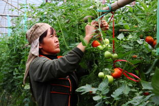 打造特色蔬菜種植基地，助力鄉村振興新引擎