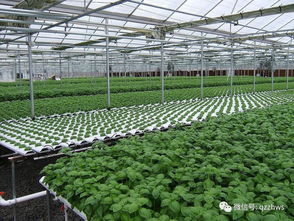 大棚蔬菜育苗技術及高產種植模式